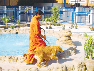 الحيوانات في مصر بين رحمة القلوب.. ورصاصة الرحمة