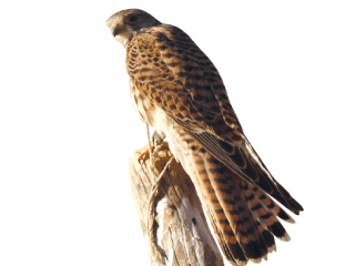 شمس البوادي