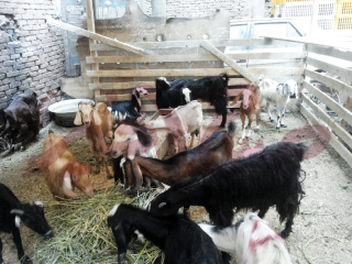 جولة خاصة بالصور والأرقام: البحث عن لحمة العيد بتسعيرة الحكومة!