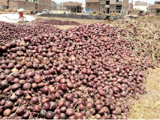 أسباب اشتعاله البصل المصرى محصول استراتيجى