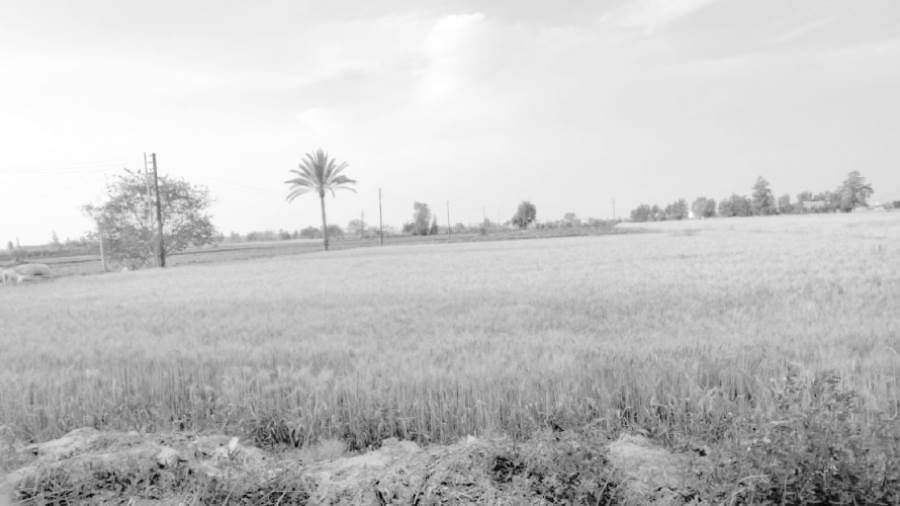 أكبر محصول للقمح فى البحيرة