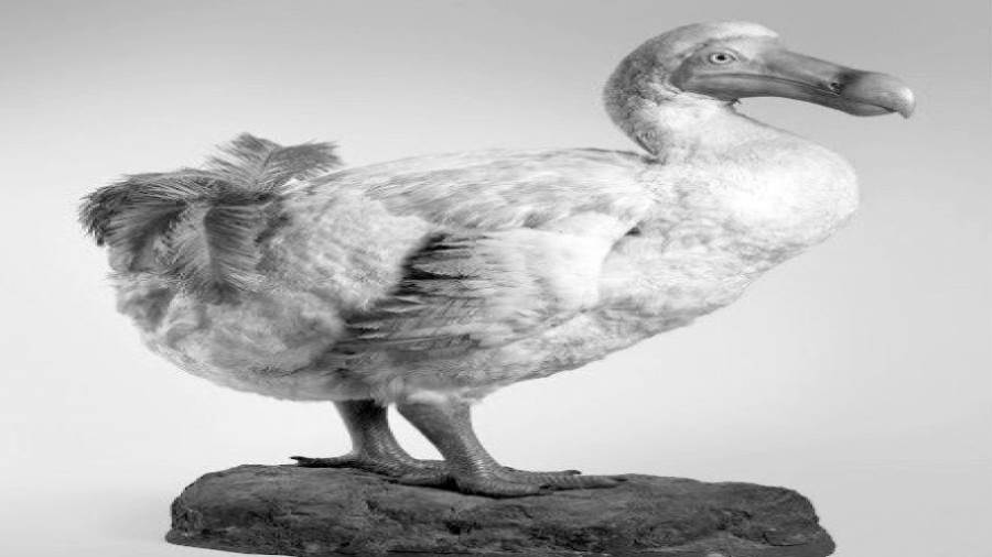 طائر الدودو