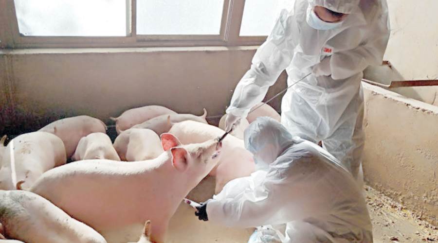 أنفلونزا الخنازير.. جائحة انتقلت من الحيوان للبشر أيضا