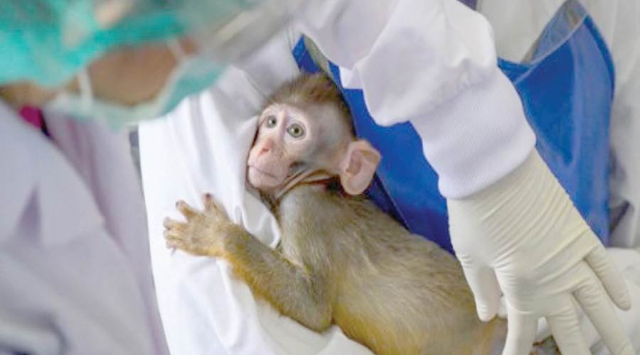 فترة حضانة الإصابة بفيروس القرود 5 أيام