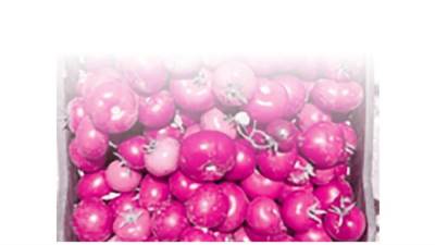 تنمية مستدامة.. ووجه حضارى