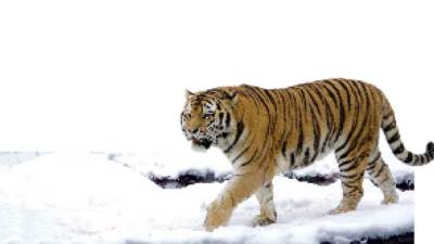 كائنات تختفى بصمت؟!