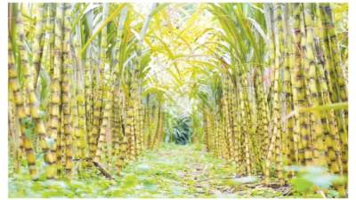 تعب زراعة القصب!