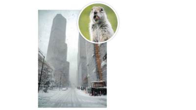 أمريكيون ينتظرون نبوءات  «فأر الأرض»!