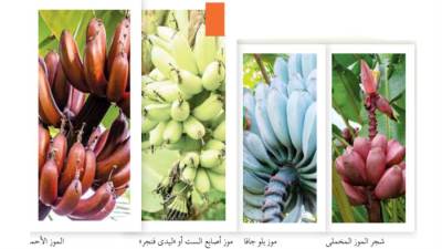 صعود وسقوط «إمبراطورية الموز»